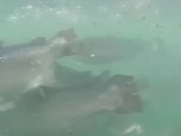 Deniz bitkileri balık yemi olacak