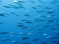 Akdeniz'e 155 bin balık bırakıldı