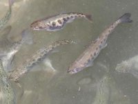Muğla'da yetiştirilen alabalığa yabancı ilgisi arttı