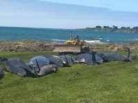 Yeni Zelanda'da kıyıya vuran 50 balina öldü