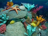 Su altında gerçekleşen fotosentezin sesi duyuldu