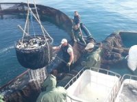 Agromey, üç şirketi için konkordato istedi