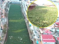 Asi Nehri’ni su sümbülleri istila etti