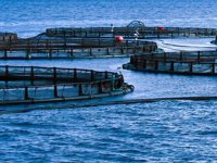 Orkinos çiftliği projesi halka sorulacak