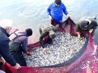 İznik’te gümüş balığı, 40 yıl sonra Aralık ayında ilk kez ağa geldi