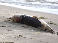 Sinop'ta ölü yunuslar kıyıya vurdu