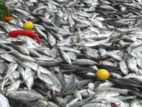 Tezgahların yeni gözdesi çinekop oldu