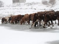 Ardahan’daki Aktaş Gölü tamamen dondu