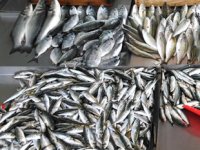 Türkiye'de üretilen balıklar, Ortadoğu sofralarını süsleyecek