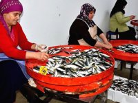 Trabzon’da balıkhane kadınlara ekmek kapısı oldu