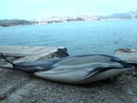 Sarıyer sahilinde denizde ölü yunus bulundu