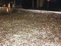 İznik’te tırın kapağı açıldı, tonlarca hamsi yola saçıldı