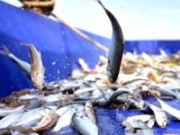 Küçük ölçekli avcılık yapan balıkçılara destek ödemeleri başladı