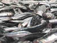 Karadeniz’de hamsi fiyatları iki kat arttı