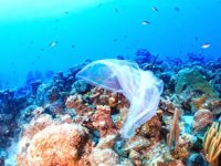 Dünyanın en derin noktası Mariana Çukuru'nda da plastik atık bulundu