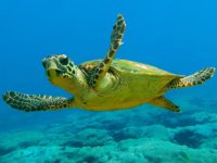 Köyceğiz’de deniz kaplumbağaları için ‘Ay Işığı Projesi' hayata geçirildi