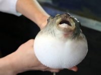 Japonlar’ın tehlikeli lezzeti zehirli balon balığının fiyatı cep yakıyor
