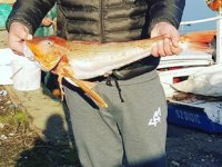 Fatsa’da kırlangıç balığı ağlara takıldı