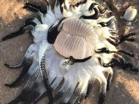 Avustralya'da onlarca kolu olan deniz canlısı bulundu