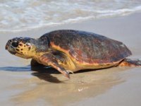 Deniz kaplumbağalarında da mikroplastiklere rastlandı