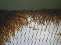 Kırmızı benekli alabalıklar, dünyaya gözlerini açtı