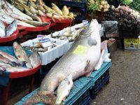 Keban Barajı’nda 1,5 metrelik 80 kilogram ağırlığında turna yakalandı