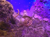 Antalya Deniz Biyolojisi Müzesi’ni 25 bin kişi ziyaret etti