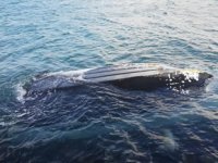 Bozcaada’da şiddetli fırtına tekne batırdı