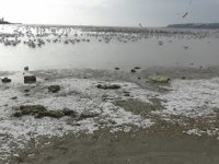 Silivri'de deniz gelgit nedeniyle 50 metre çekildi