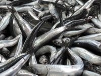 Balıkesir’de hamsi fiyatları tavan yaptı