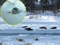 Kanada’da sular dondu, foklar mahsur kaldı