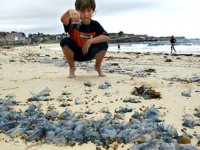 Avustralya’da 13 bin kişi, denizanalarının saldırısına uğradı