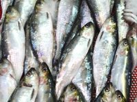 Tezgahtaki balığın künyesi artık etikette yazacak