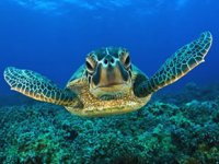 DEKAMER'de 10 yılda 165 yaralı deniz kaplumbağası iyileştirildi