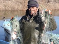 İsrail sazanları, Irak ve Suriye'ye ihraç ediliyor