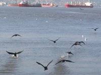 Kocaeli Körfezi göçmen kuşların yeni cenneti haline geldi