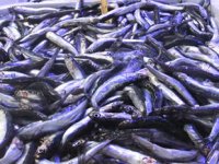 Hamsi bolluğu tezgahları şenlendirdi