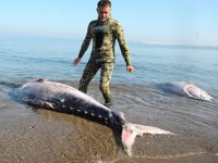 Karacabey’de ölü orkinoslar kıyıya vurdu