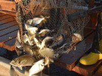 Dalyan kefali, Suriye ve Mısır'a ihraç ediliyor