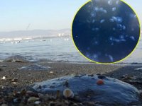 İzmit Körfezi'ni denizanaları istila etti