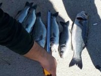 Antalya'da yasa dışı su ürünleri avcılığına ceza yağdı