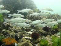 İzmit Körfezi'ne 12 bin balık bırakıldı