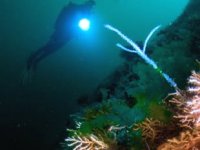 İstanbul'un su altı zenginliği, dünyaya tanıtılacak