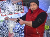 Balıkçı ağlarına takılan ahtapot ilgi odağı oldu