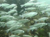 İzmit Körfezi’nde 30 türde balık avcılığı yapılıyor