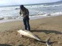 İzmir'de ölü yunus kıyıya vurdu