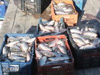 Manyas Gölü’nde avlanan İsrail sazanı, Suriye’ye ihraç ediliyor