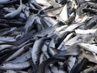 Dalyan’da Kefal Balığı Festivali düzenlenecek