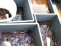 Söke’de 5 bin adet deniz patlıcanı ele geçirildi