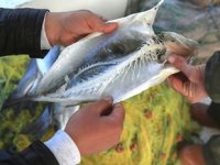Muğlalı balıkçılar ‘isopod’lardan dert yanıyor